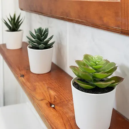 Monko Cactus Torremolinos