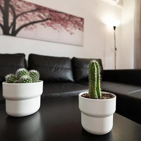 Monko Cactus *